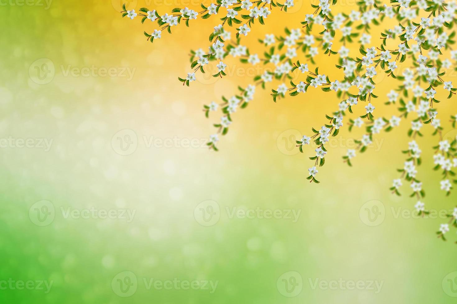 Blossoming branch apple. photo