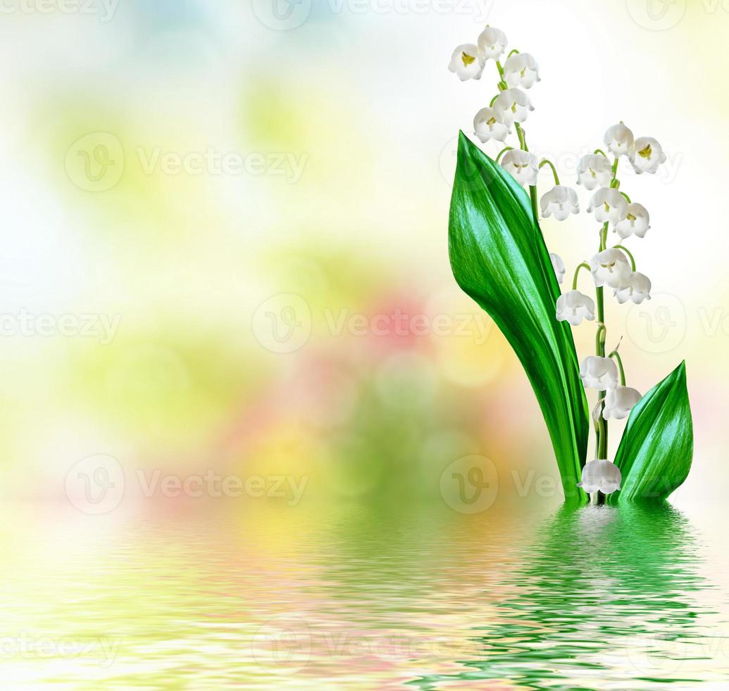 flowers lily of the valley photo