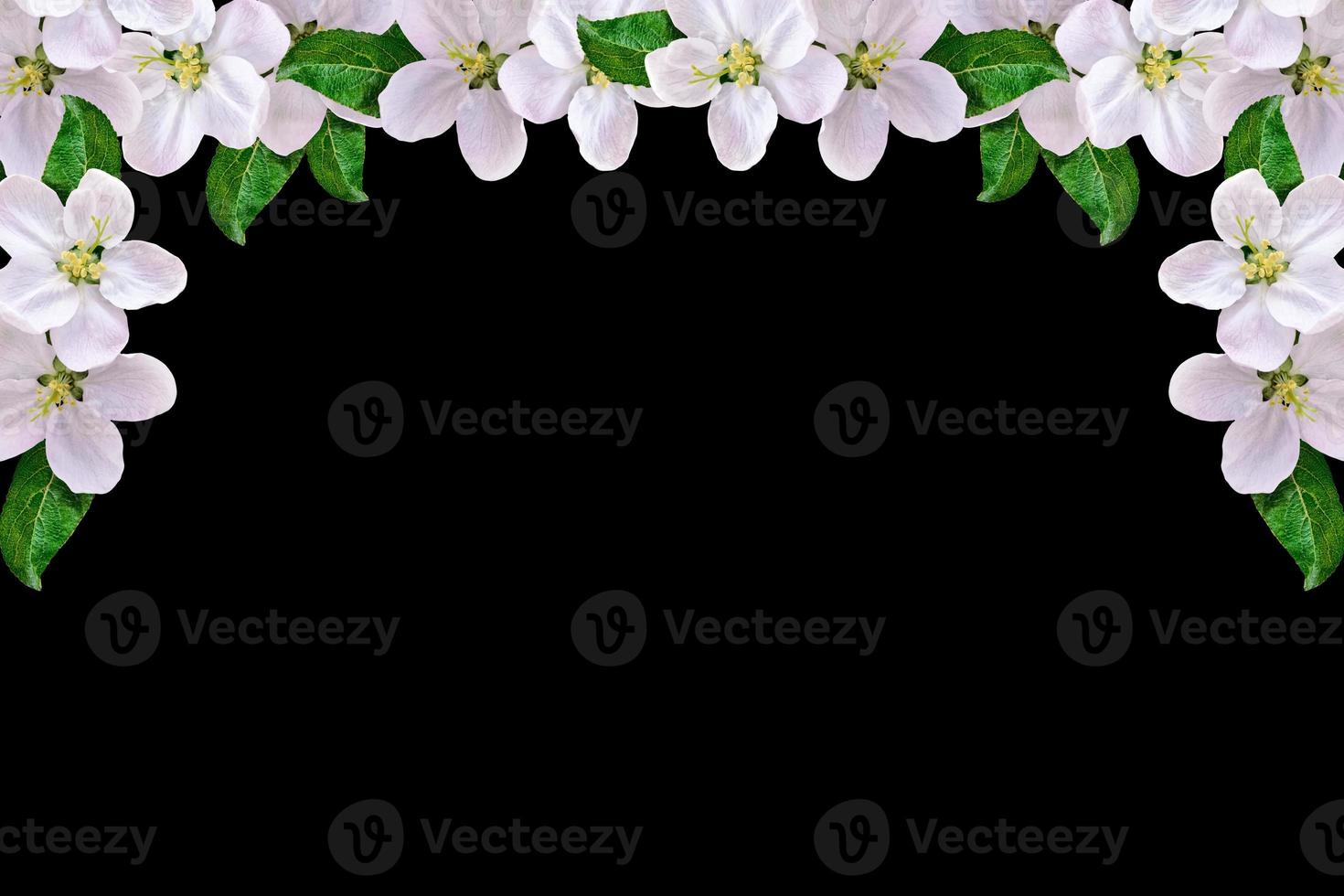 Beautiful delicate white flowers of apple blossom isolated on black background. photo