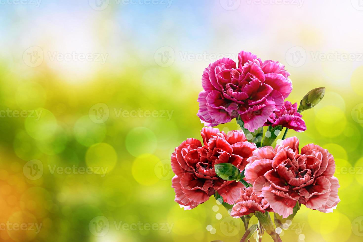 branch of beautiful flowers carnation photo