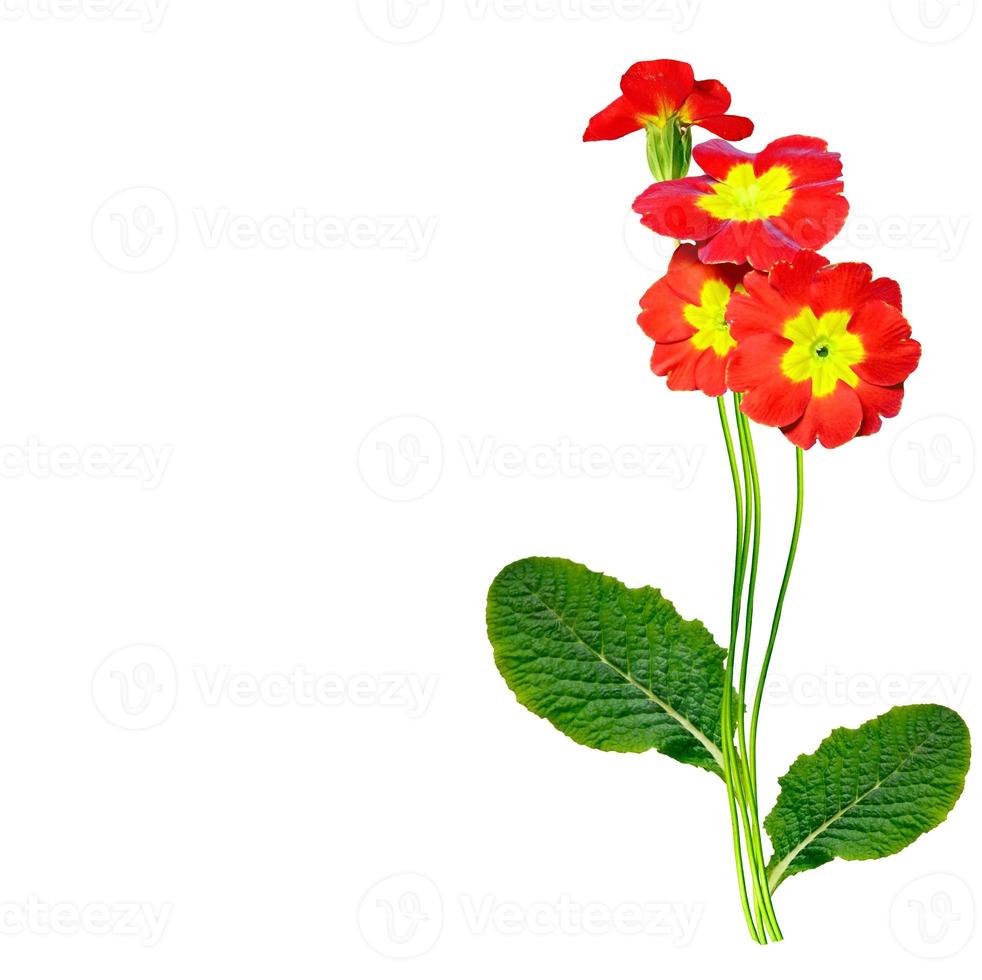 spring flowers primula isolated on white background. photo