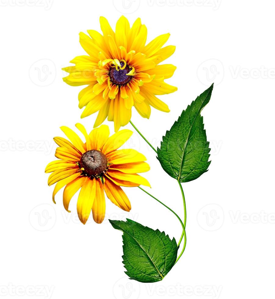 Yellow rudbeckia flower on a white background photo