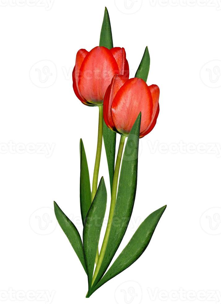 spring flowers tulips isolated on white background photo