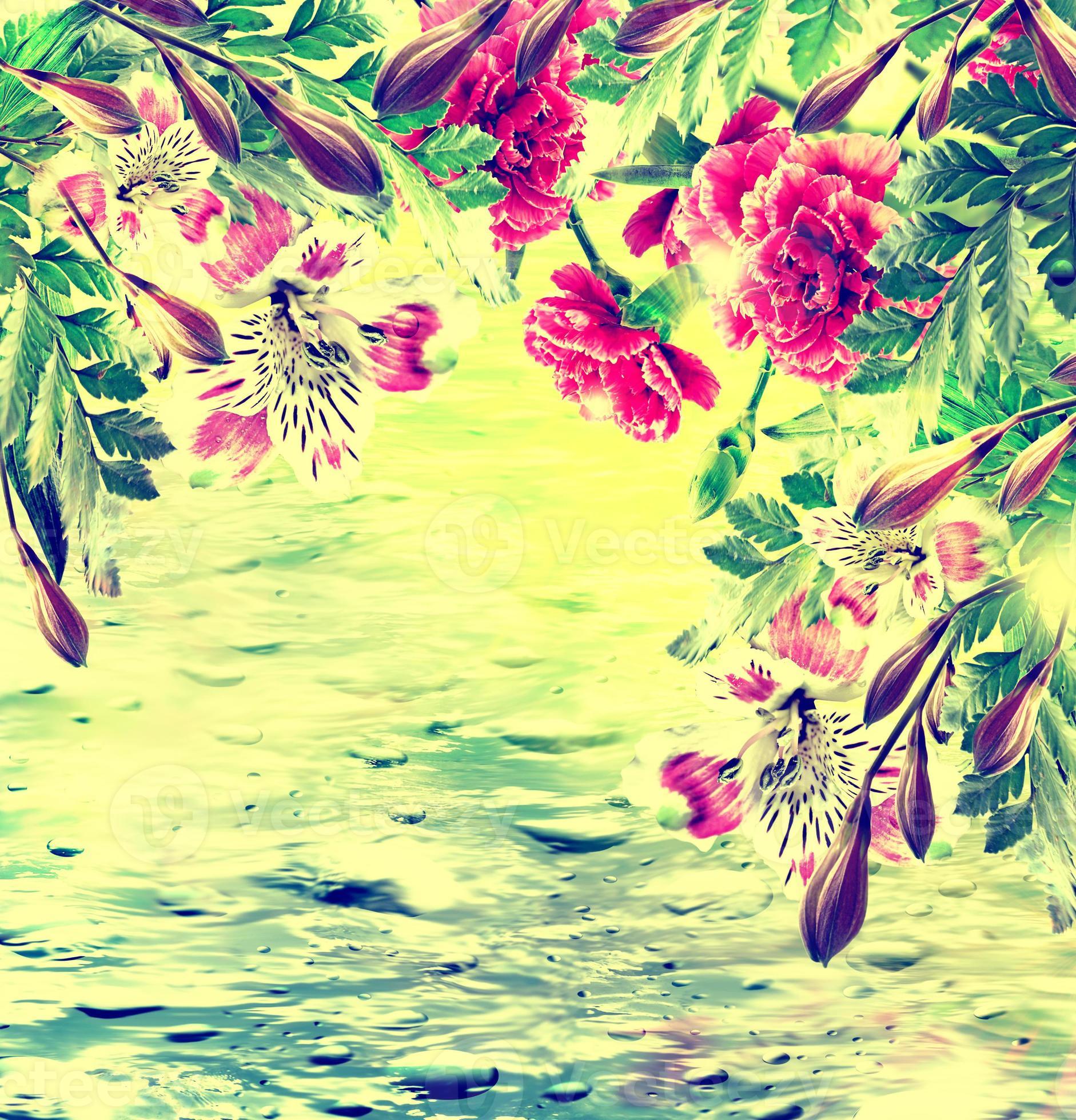 colorful bright carnation flowers 9961258 Stock Photo at Vecteezy