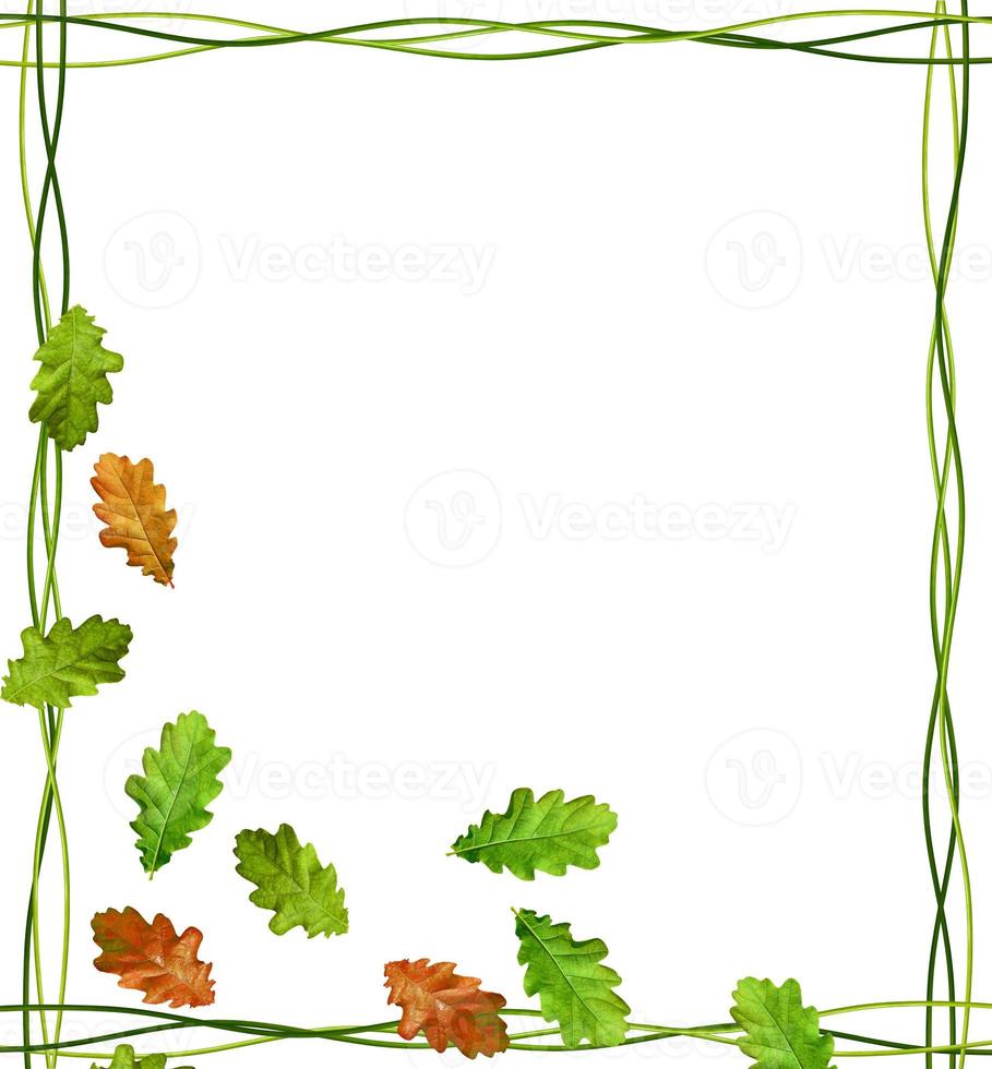 autumn leaves isolated on white background. photo