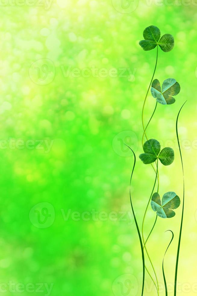 Green clover leaves on a background summer landscape photo