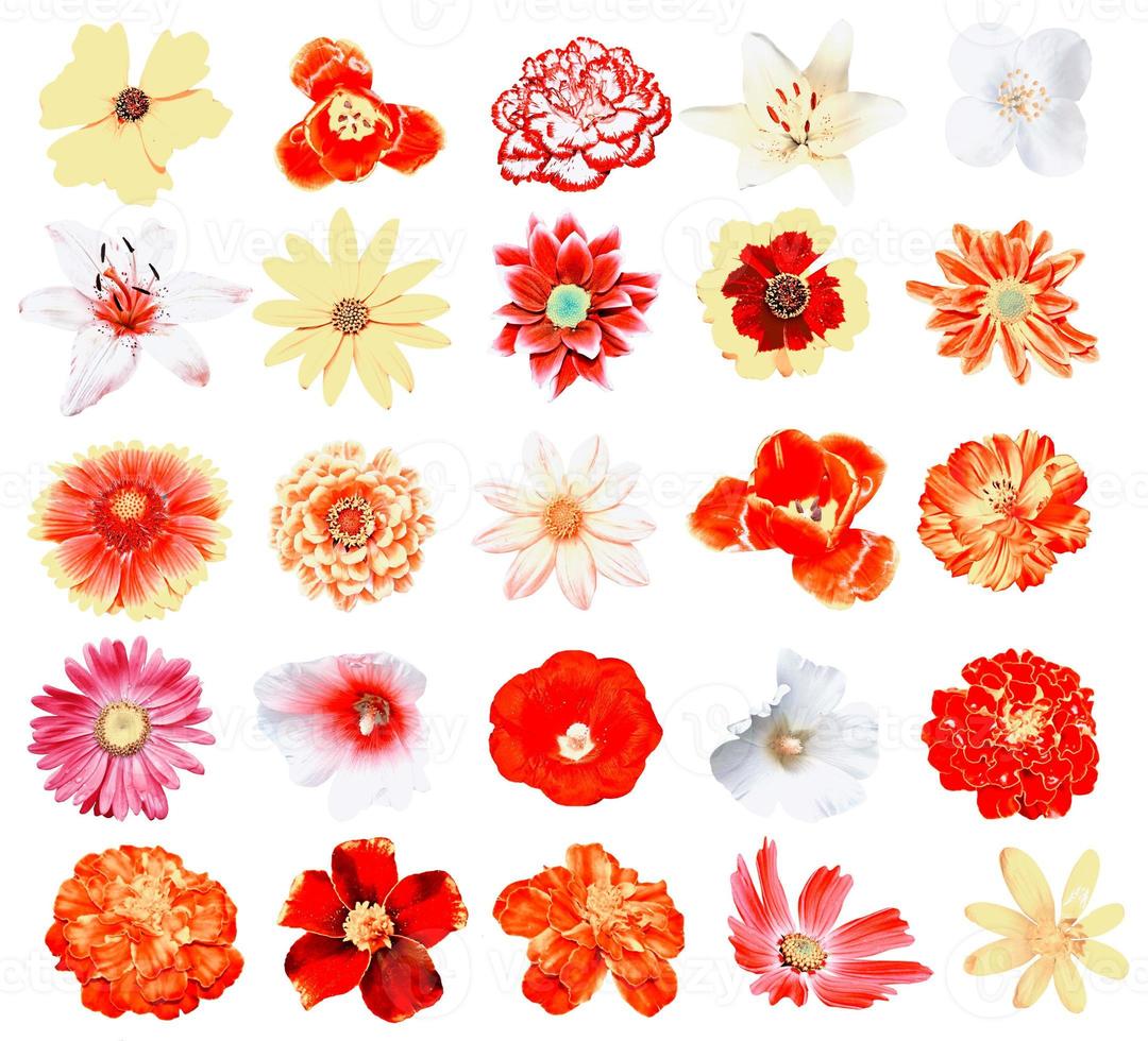 Colorful bright flowers isolated on white background photo