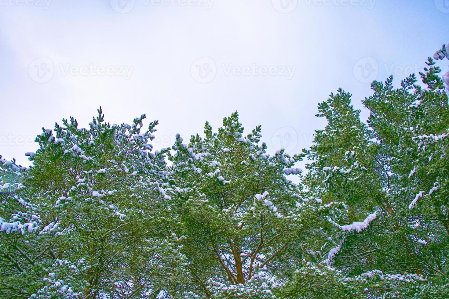 Frozen winter forest with snow covered trees. photo