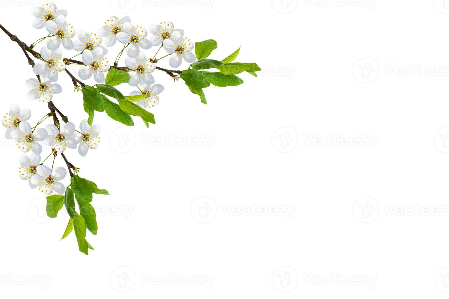 Flowering branch of cherry isolated on a white background. photo