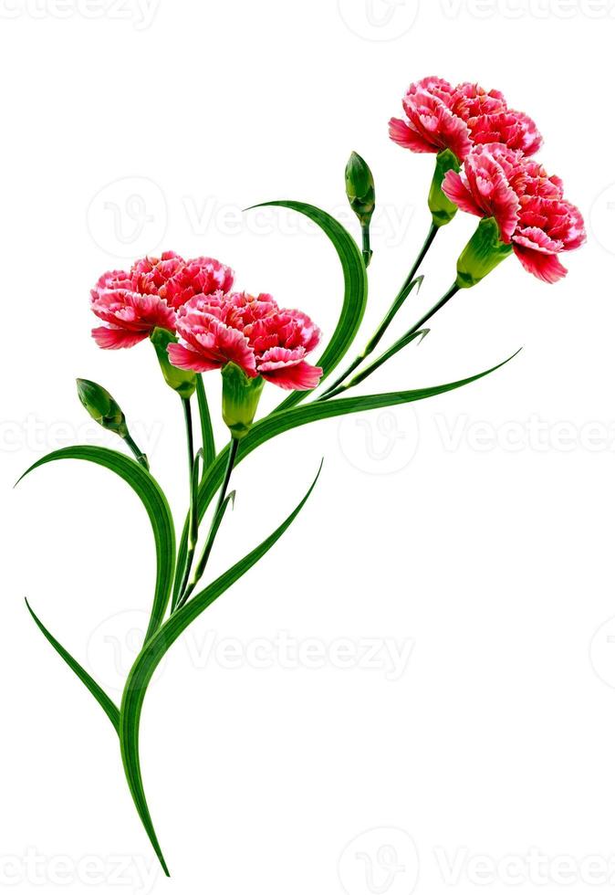 Bouquet of flowers carnation. Flowers isolated on white background. photo