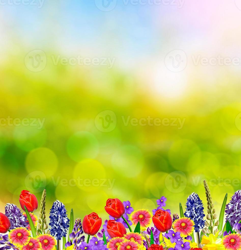 Bright and colorful spring flowers daffodils and tulips photo