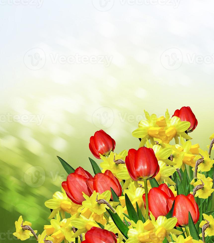 primavera. flores de narcisos y tulipanes. foto
