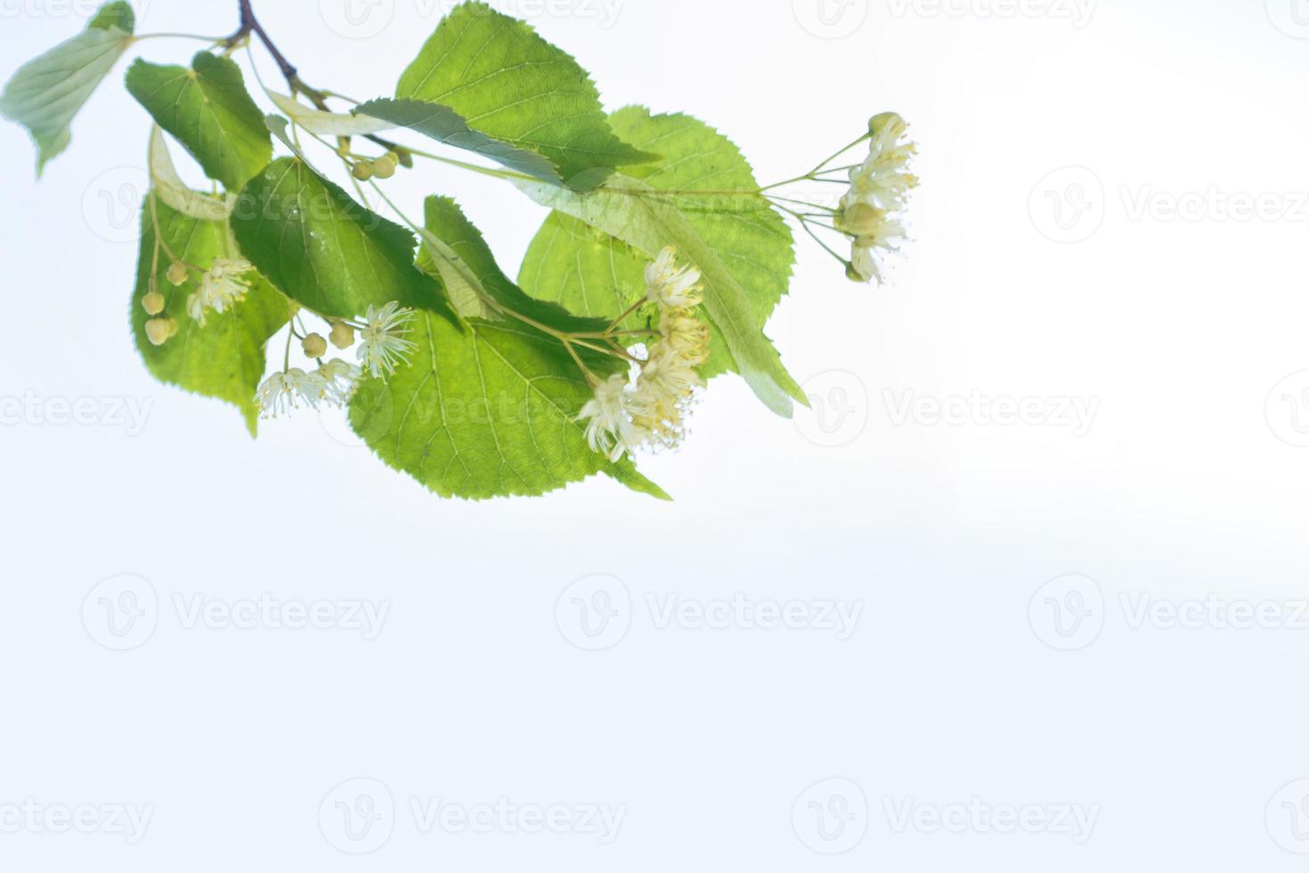Sprig of white flowers of linden on a background summer landscape photo