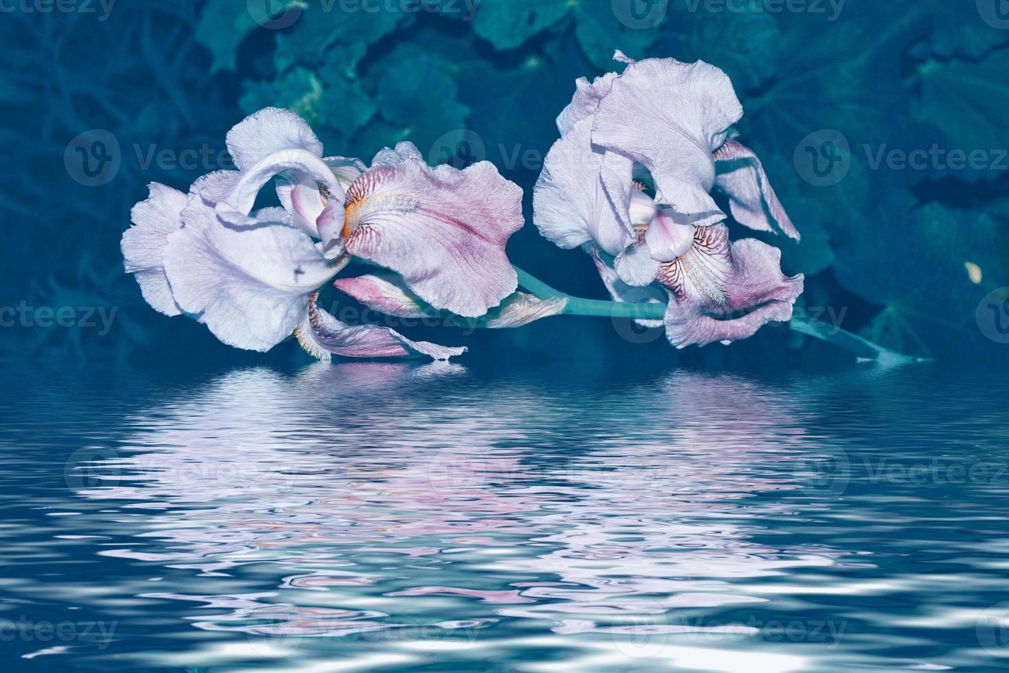 Bright colorful iris flowers photo