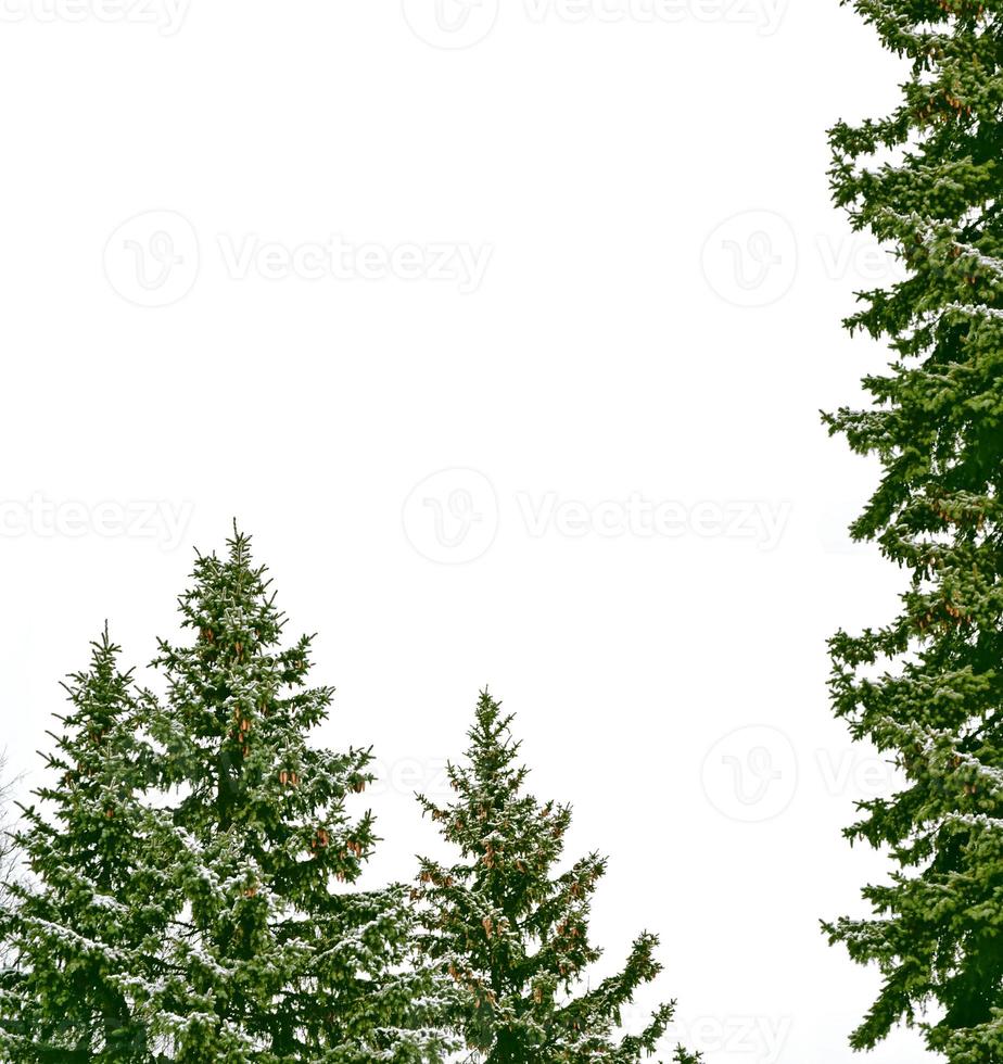 forest in the frost. Winter landscape. Snow covered trees photo