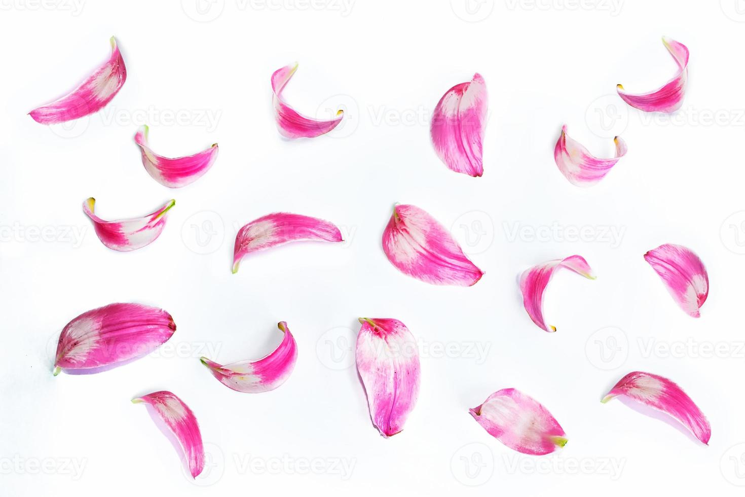 Red lily petals photo