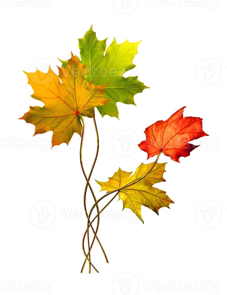 autumn leaves isolated on white background photo