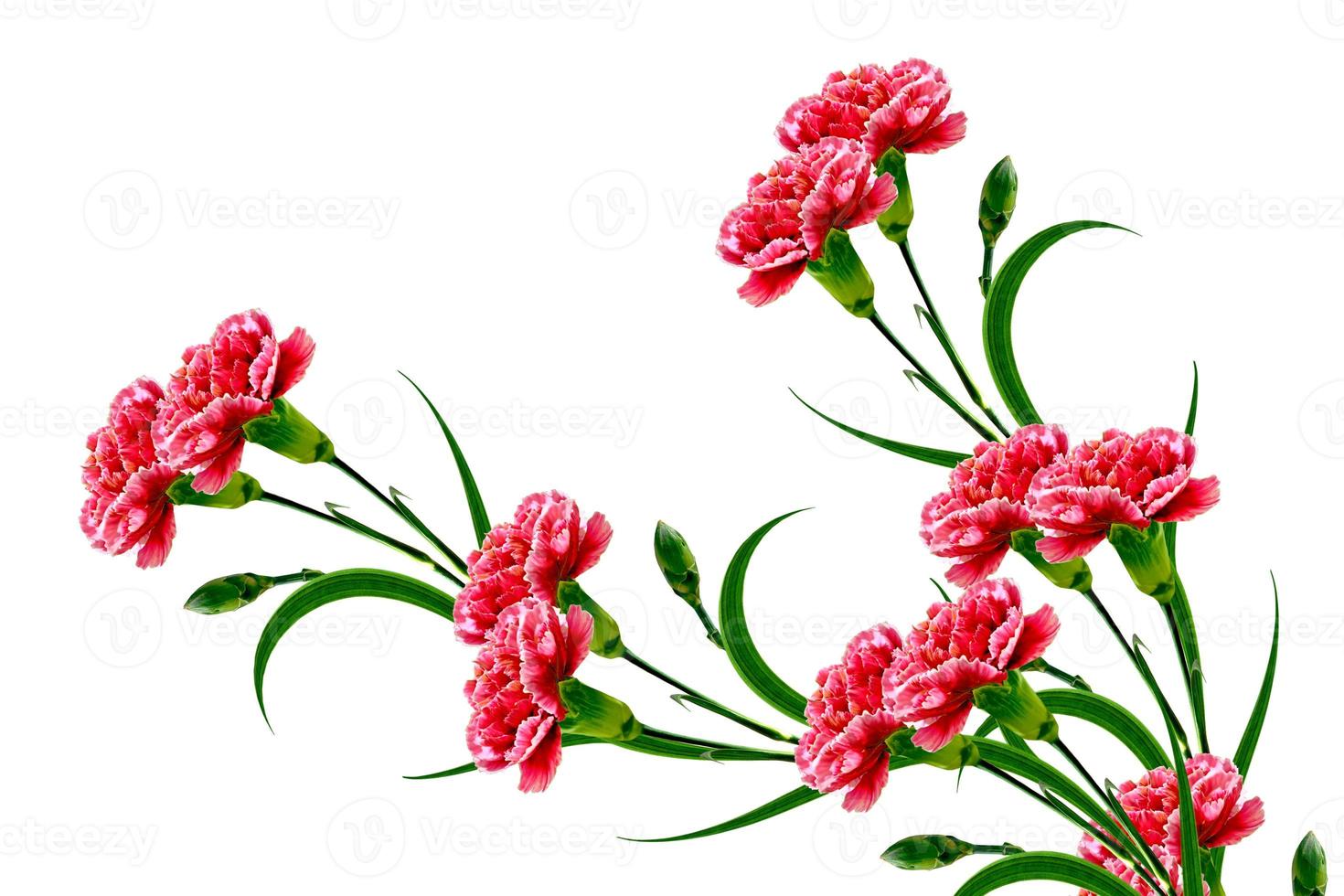 Bouquet of flowers carnation. photo