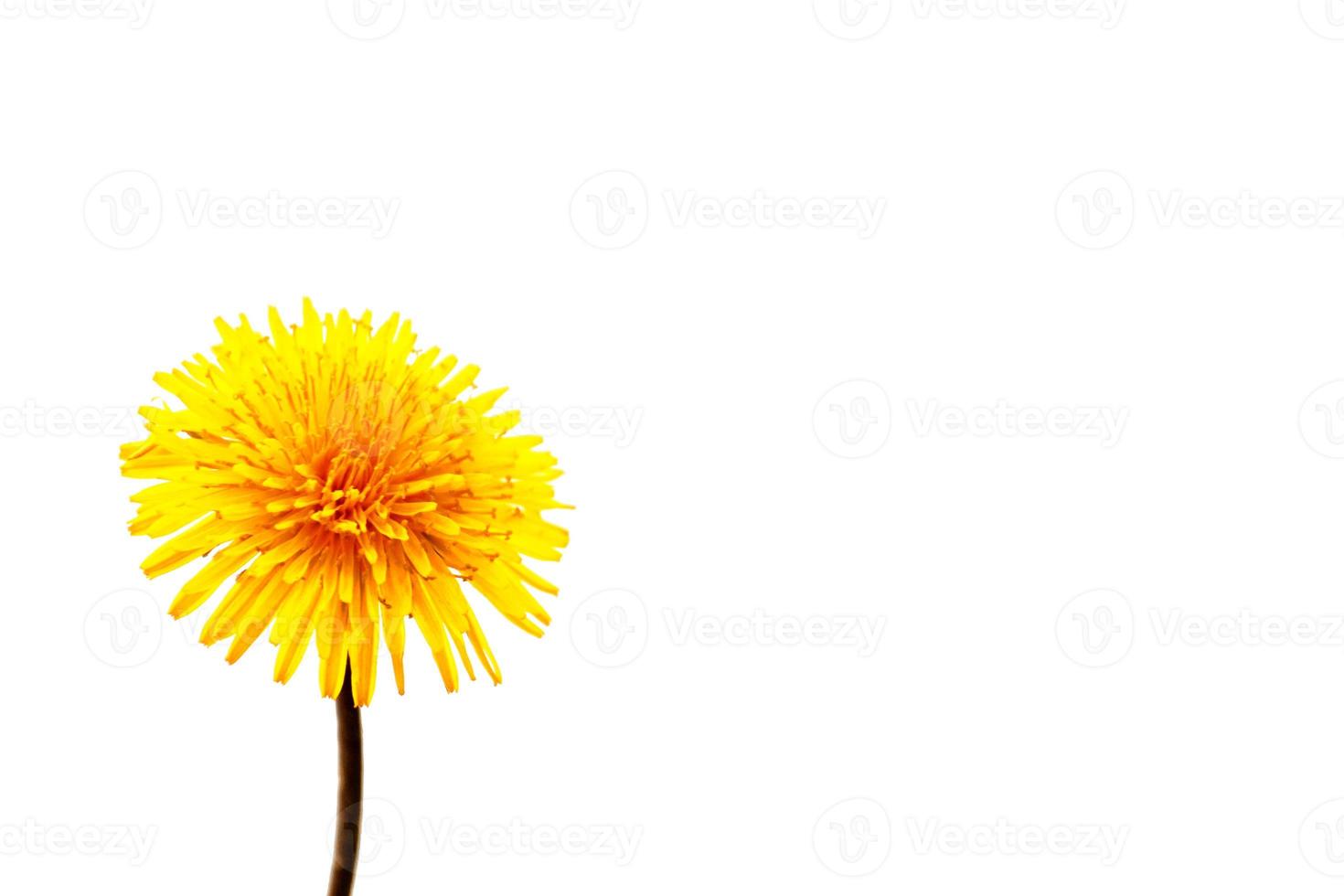 Fluffy dandelion flower photo