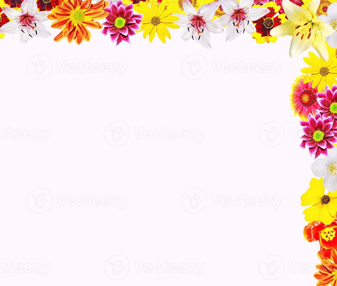 Colorful bright flowers isolated on white background photo