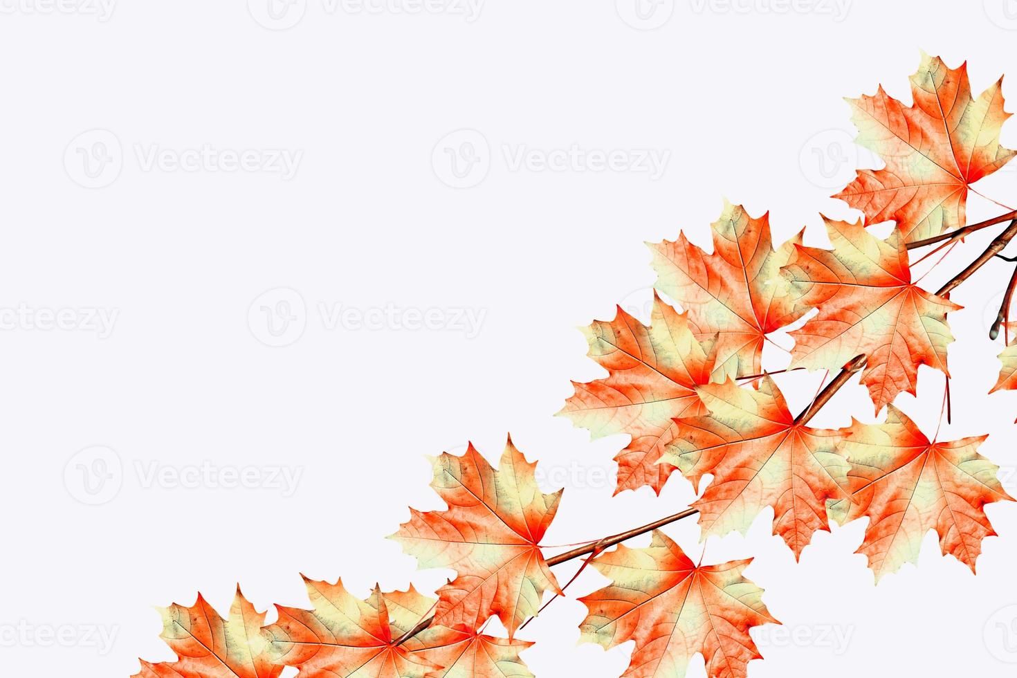 The branch of autumn maple leaves isolated on white background. photo