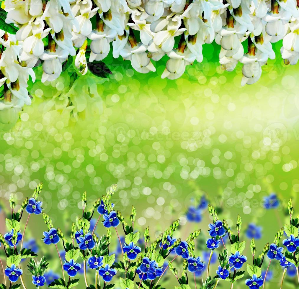 Flowers of a white acacia photo