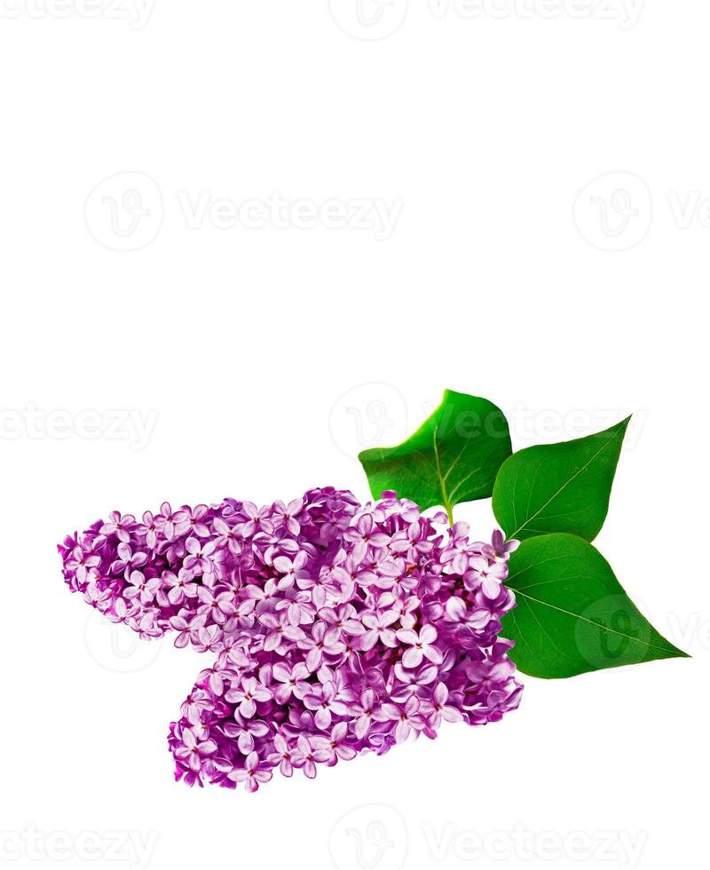 lilac flowers on white background photo