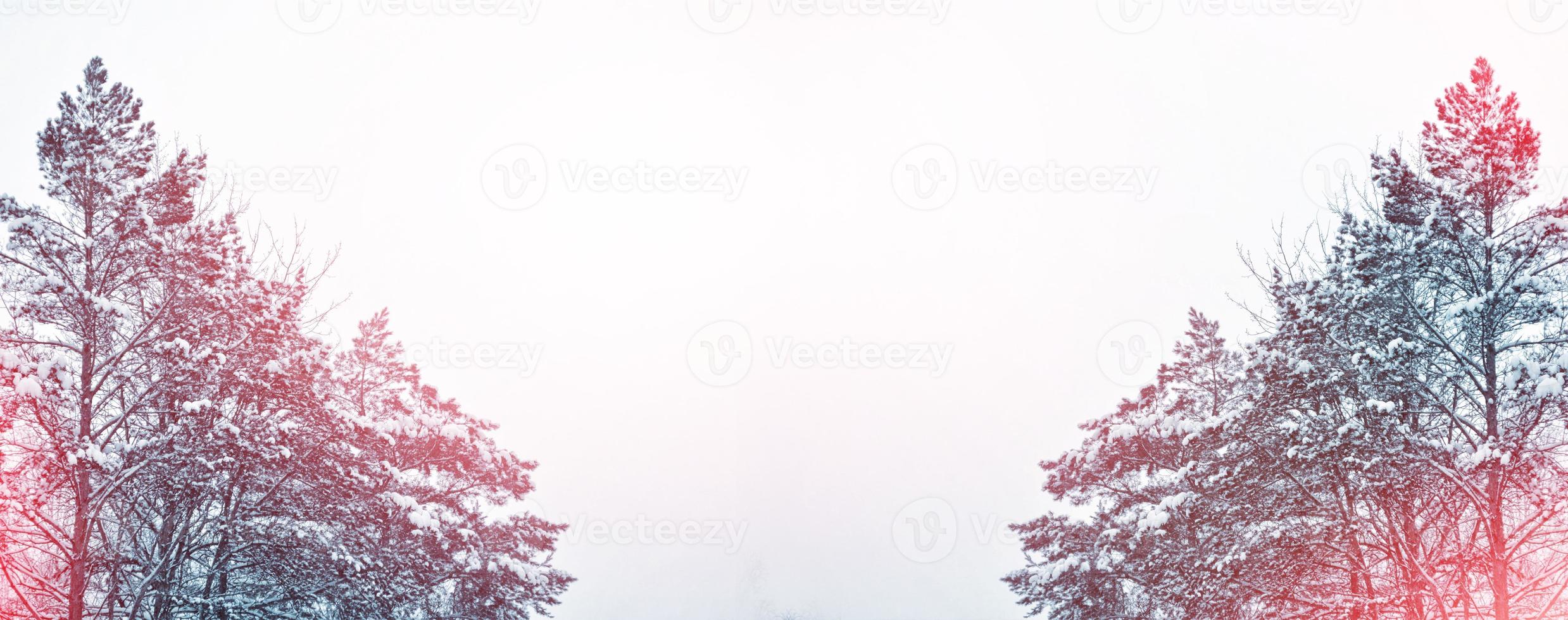 Frozen winter forest with snow covered trees. photo