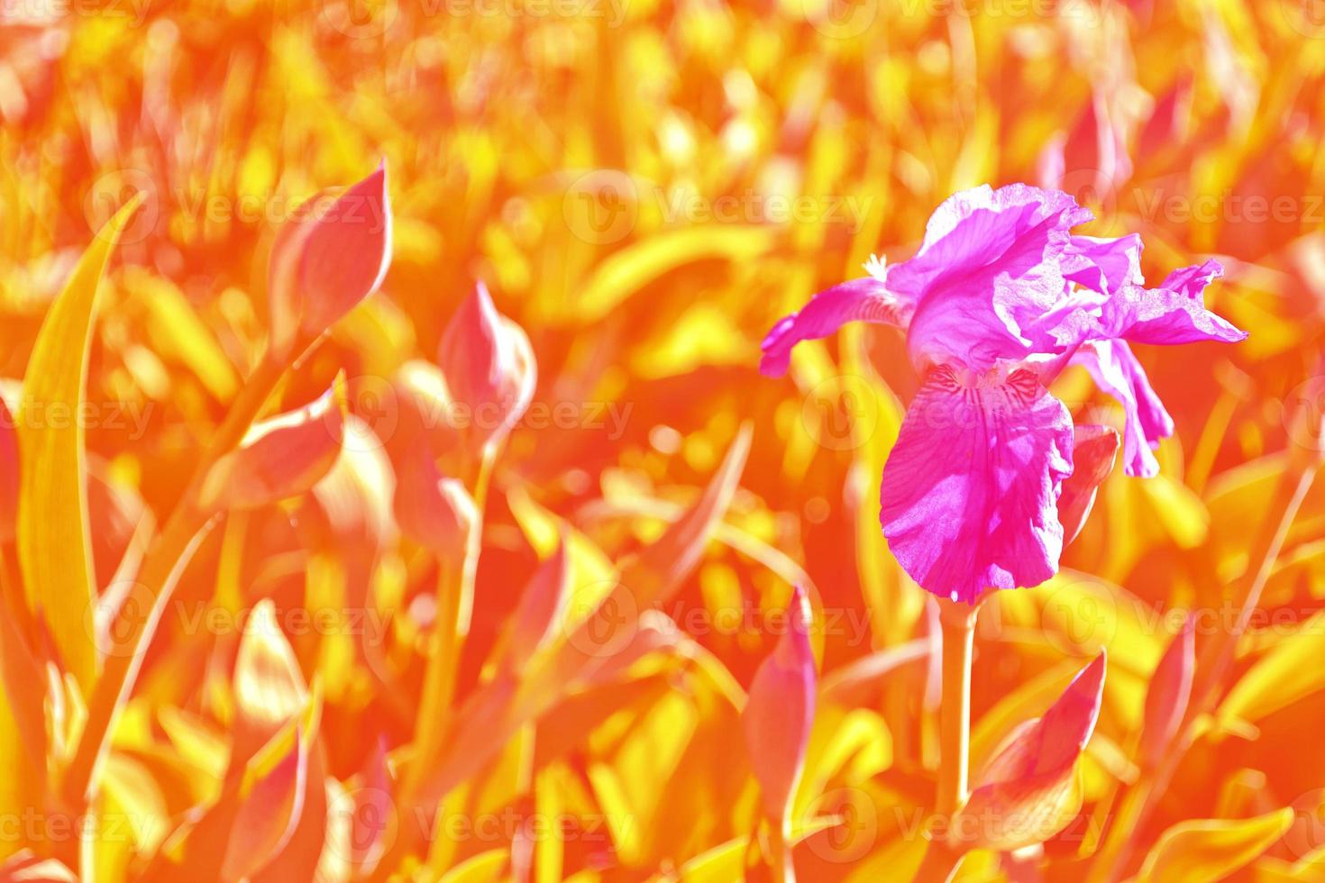 flores de iris de colores brillantes sobre un fondo del paisaje primaveral. foto