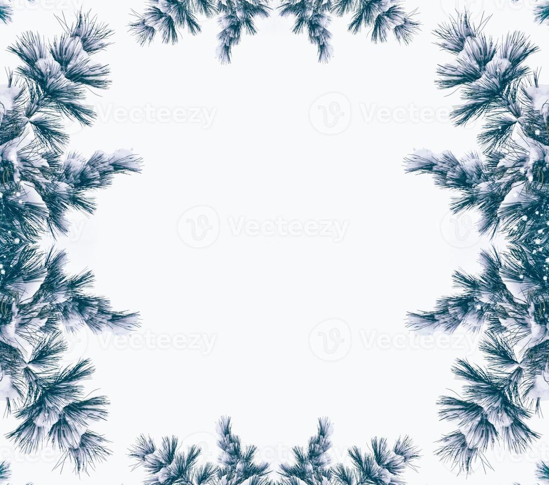 Festive Christmas frame with snowy spruce branches photo