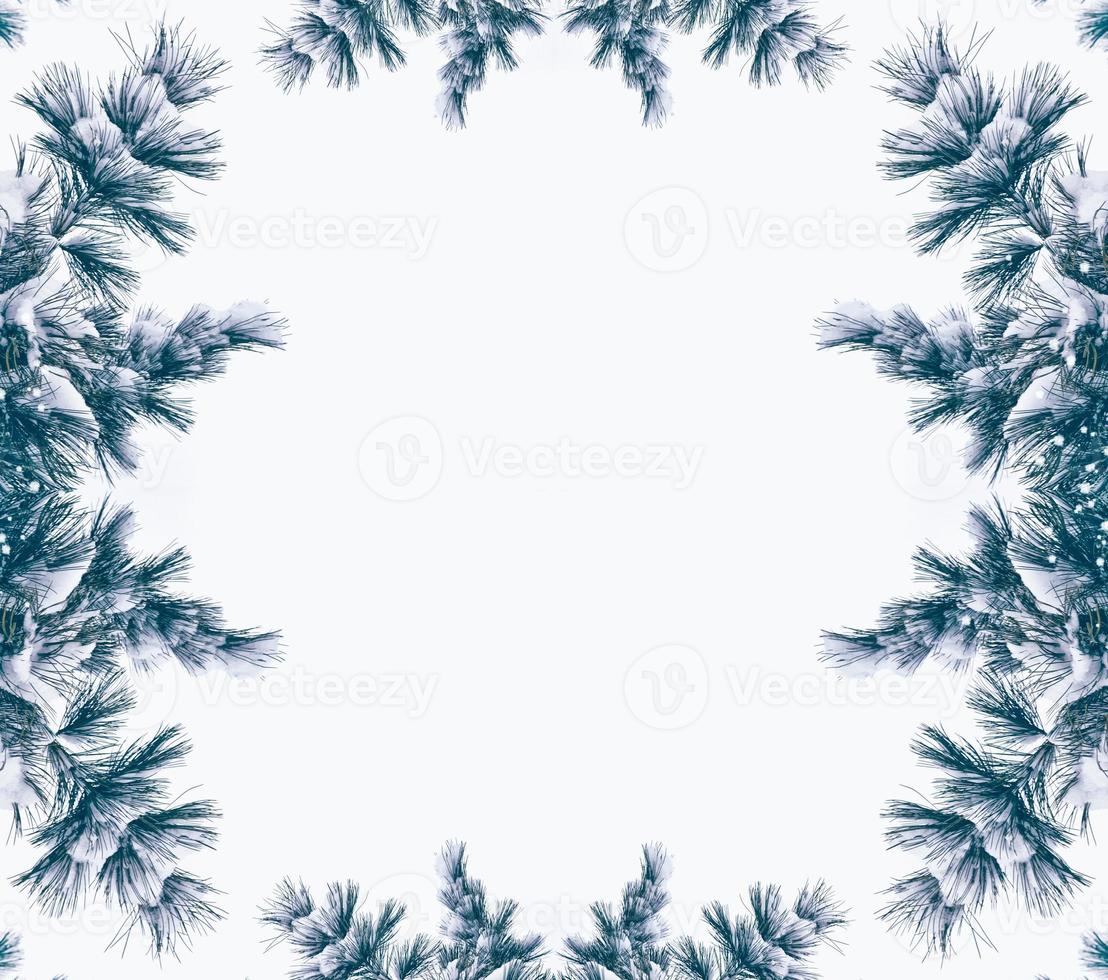 Festive Christmas frame with snowy spruce branches photo