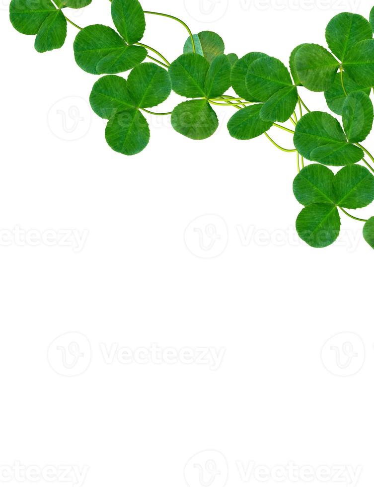 Green clover leaves on a background summer landscape. photo