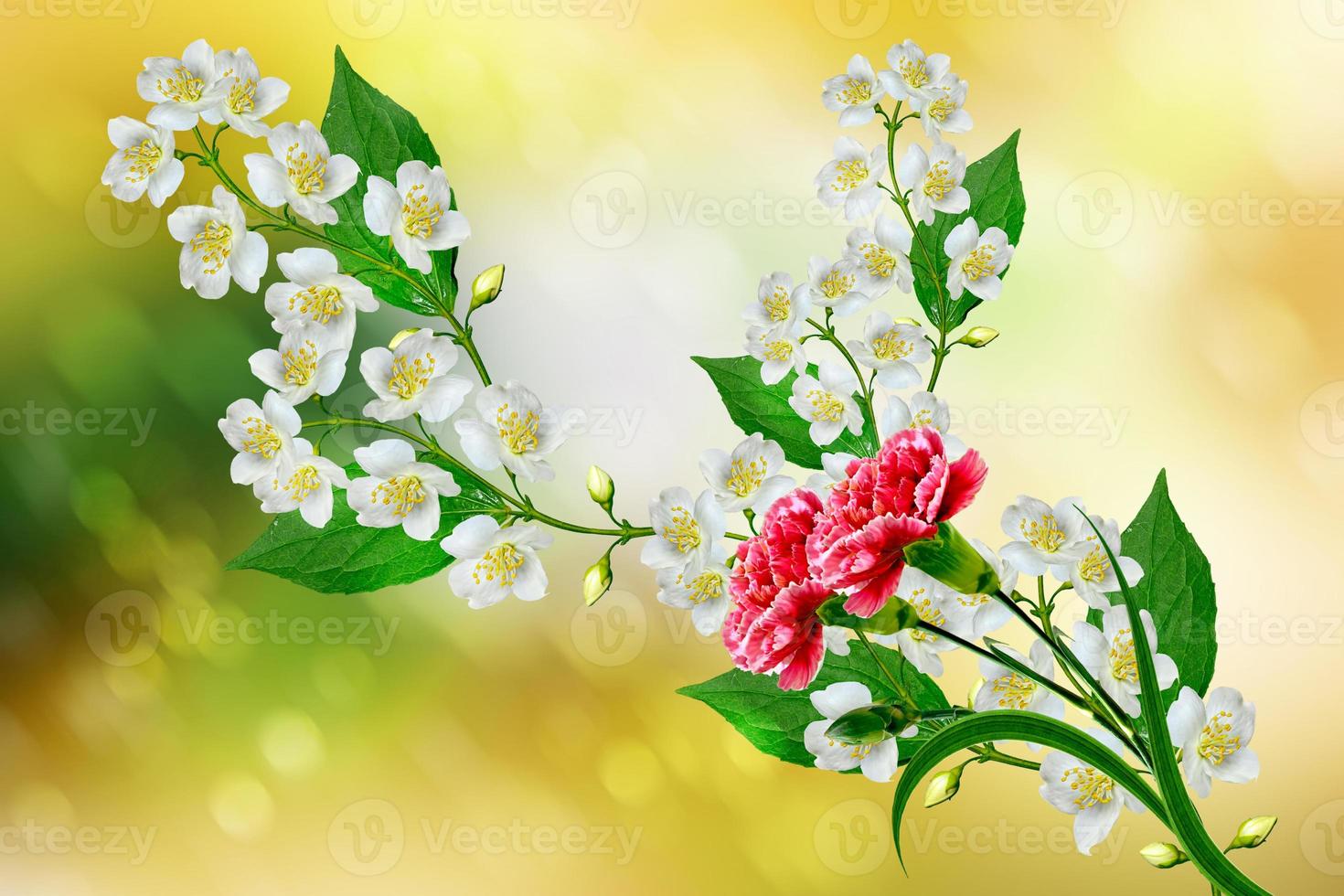 White jasmine flower. photo