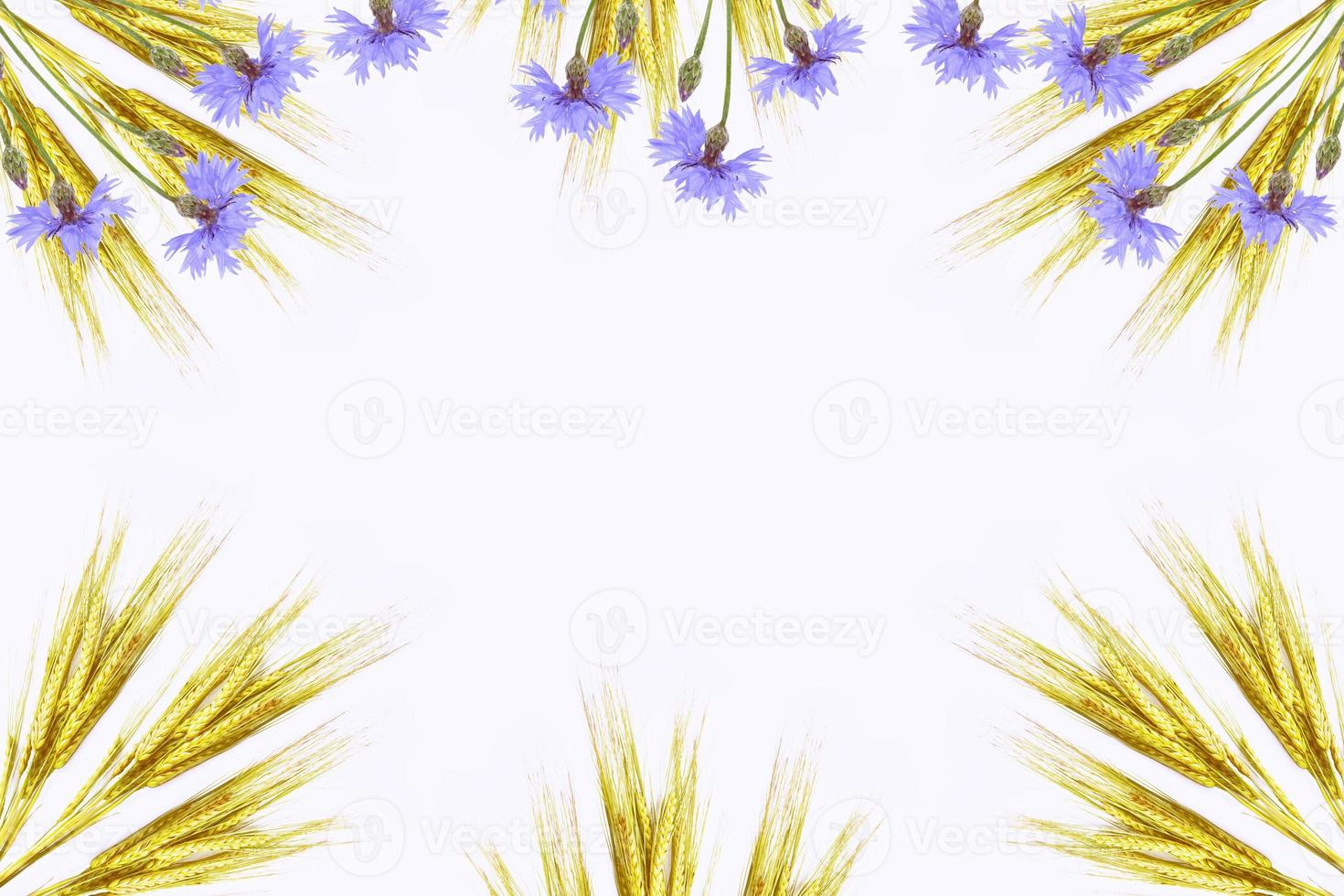 Wild flower cornflower. wheat photo