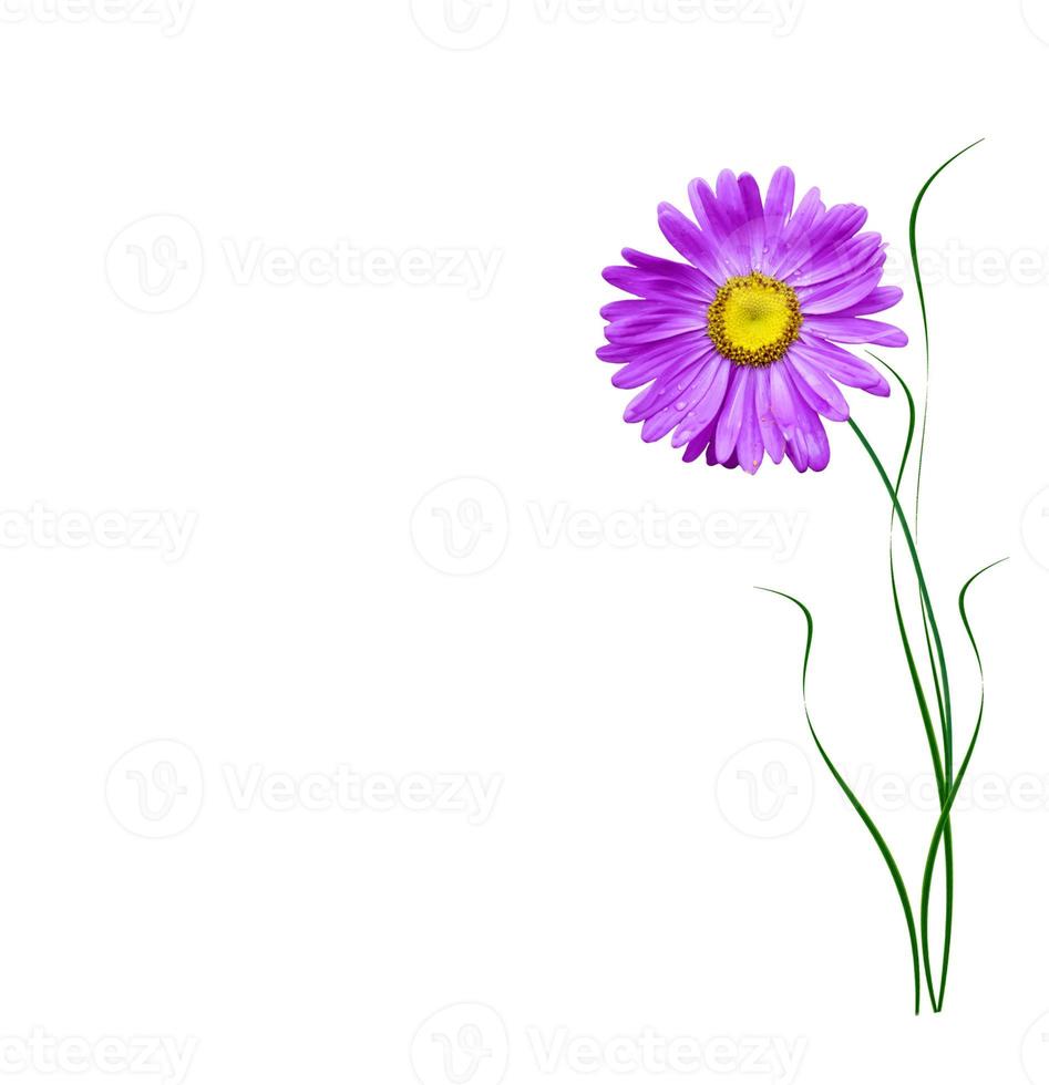 Michaelmas daisy flowers isolated on white background photo