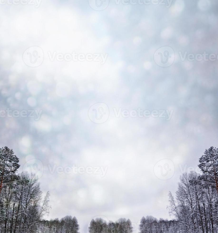 Frozen winter forest with snow covered trees. photo