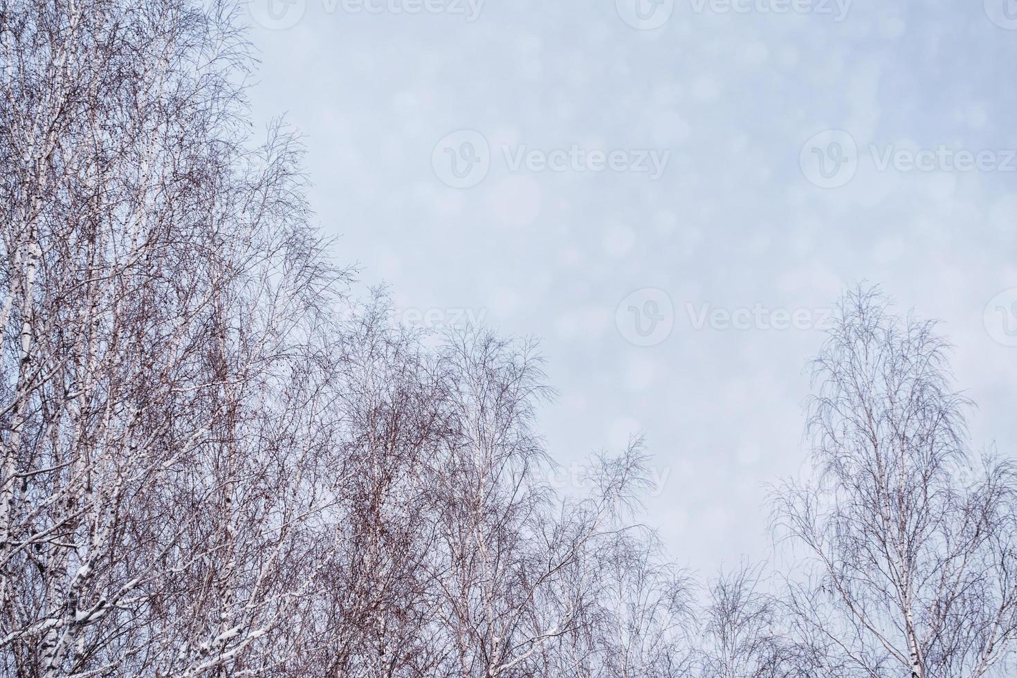 Frozen winter forest with snow covered trees. photo