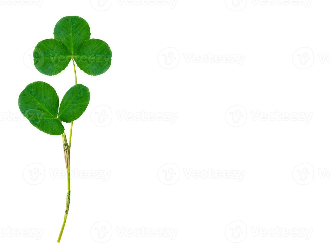 green clover leaves isolated on white background. St.Patrick 's Day photo