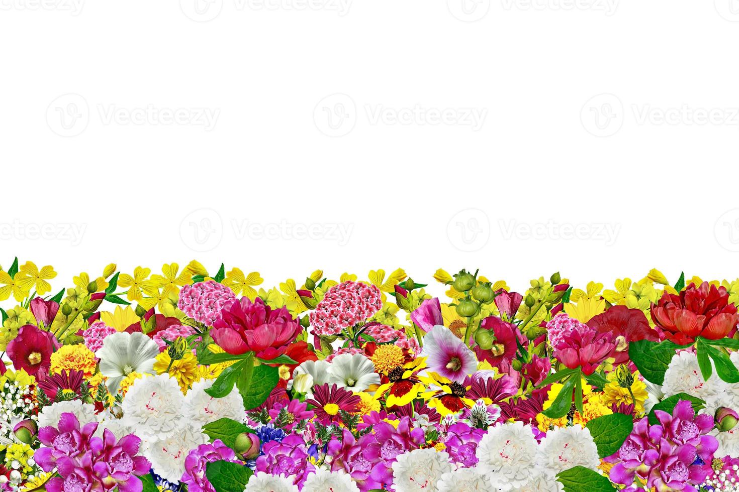 flowers isolated on white background photo