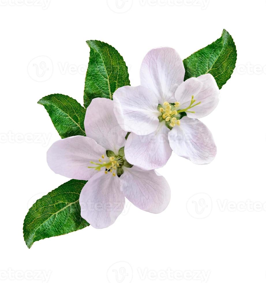 White apple flowers branch photo