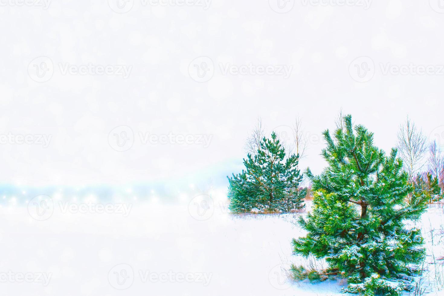 Frozen winter forest with snow covered trees. photo