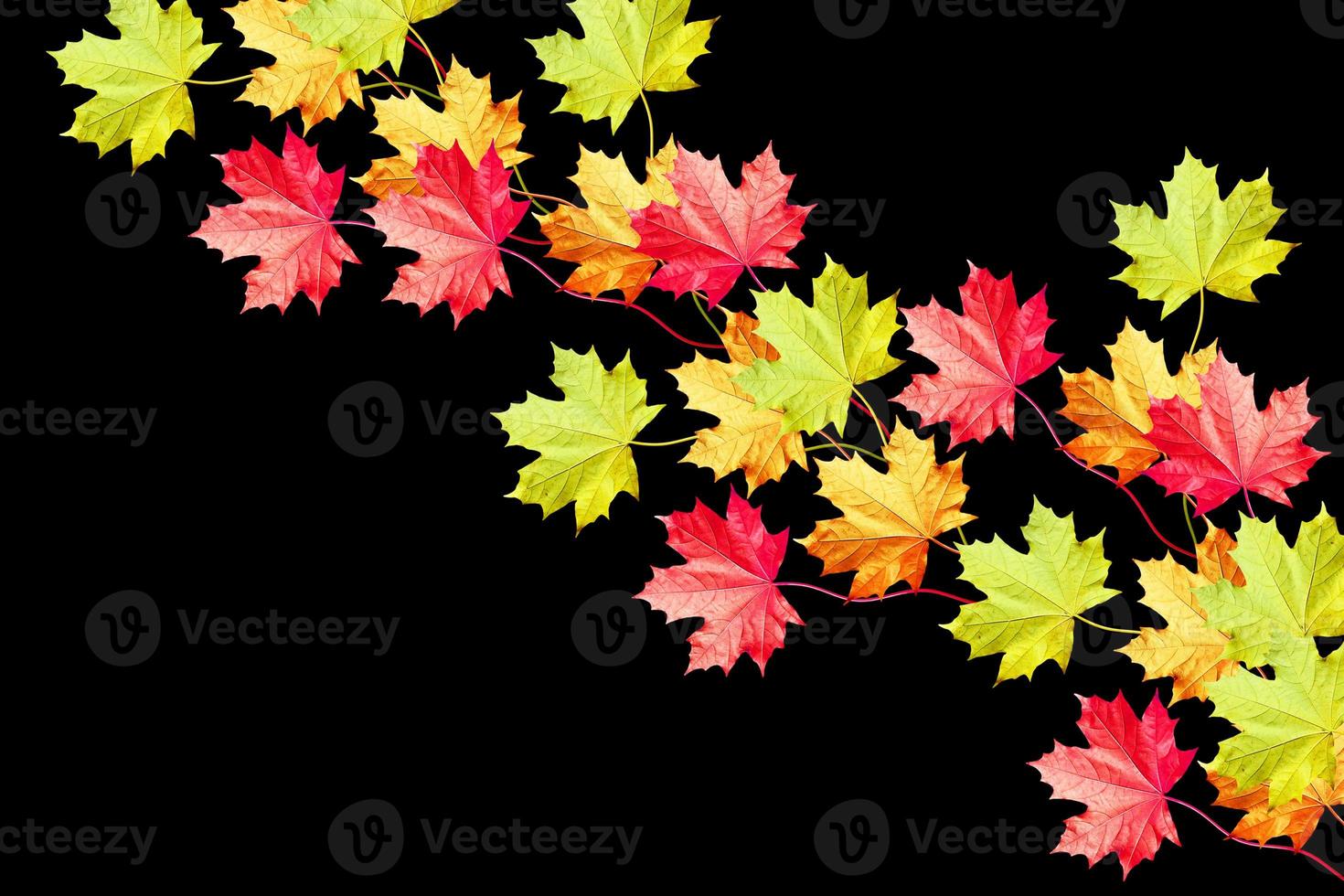 hojas de otoño aisladas sobre fondo negro. foto
