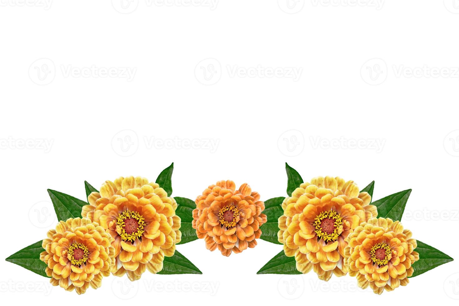 Petunias isolated on a white background. Colorful flowers. photo