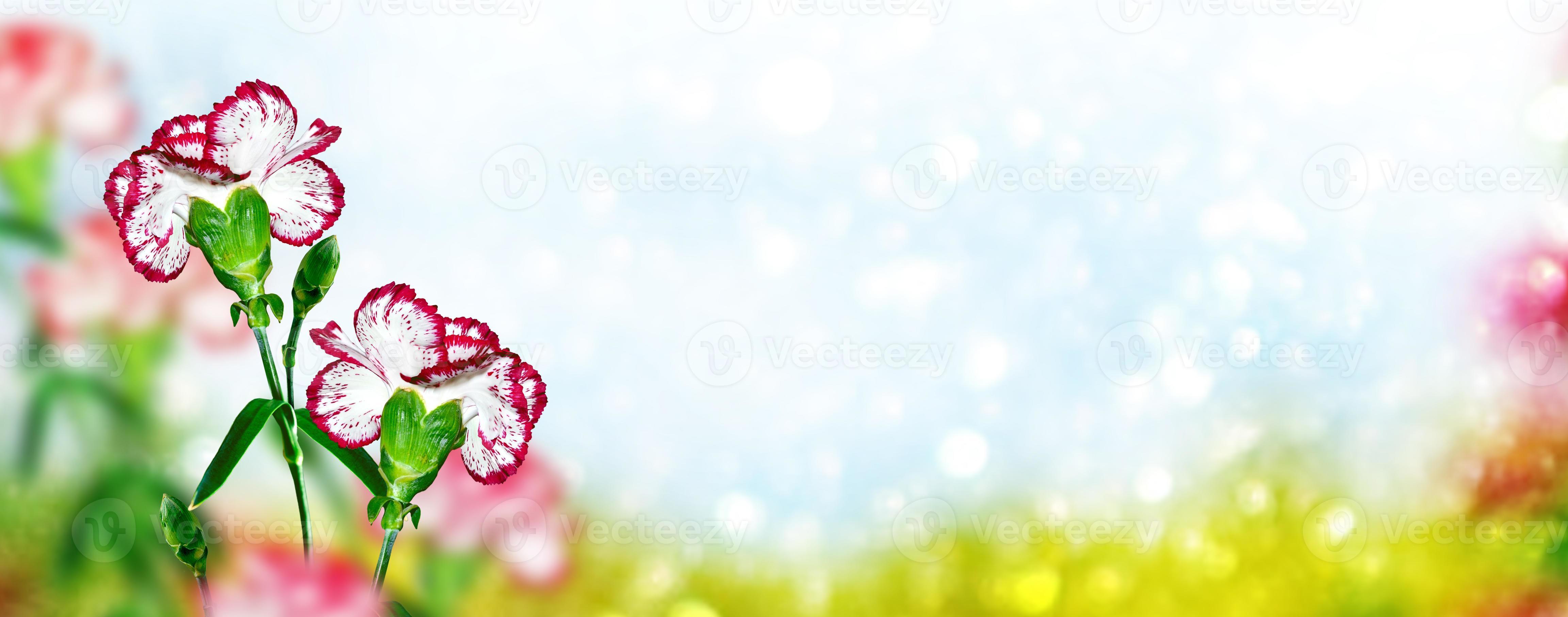 Bright and colorful carnation flowers. Floral background. 9961762 Stock