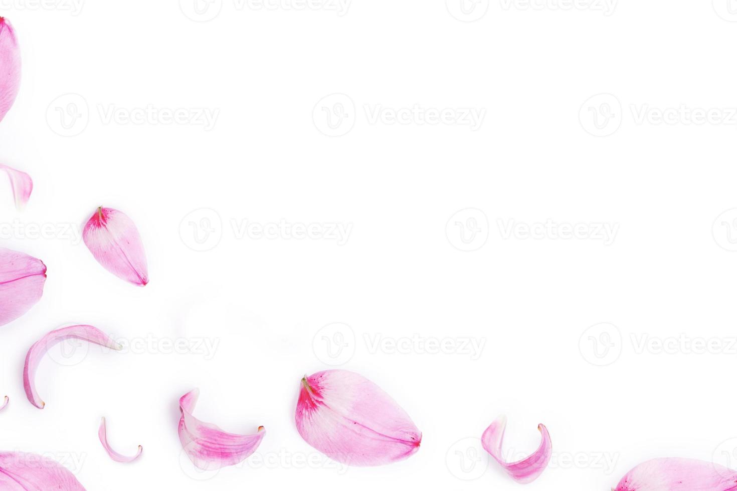 Lily flower petals on a white background. Natural background. photo