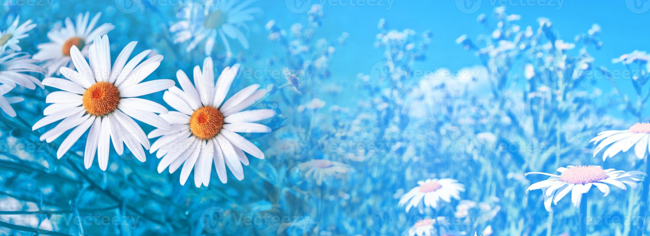 White bright daisy flowers on a background of the summer landscape. photo