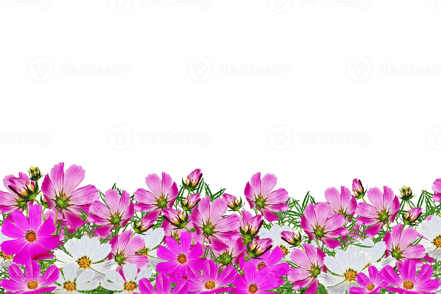 Cosmos flowers isolated on white background photo