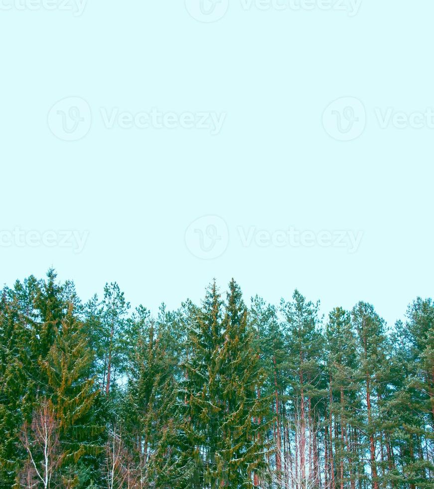 Frozen winter forest with snow covered trees. photo