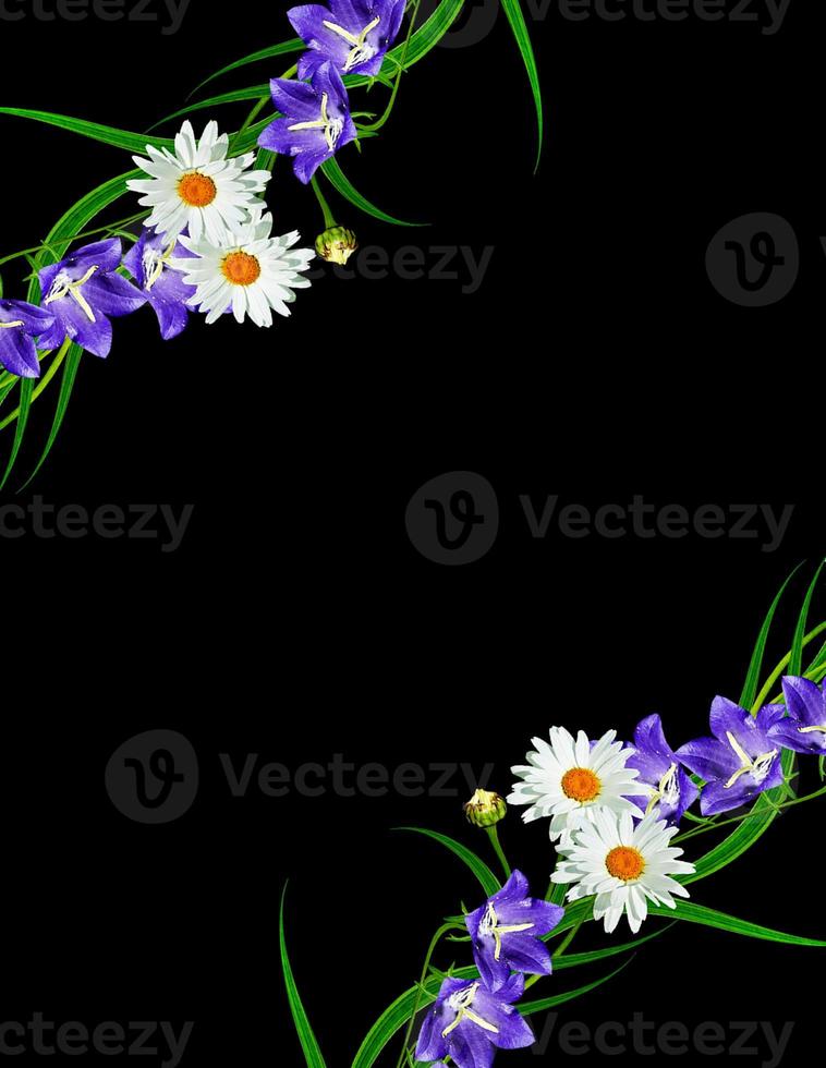 daisies summer white flower isolated on black background. photo