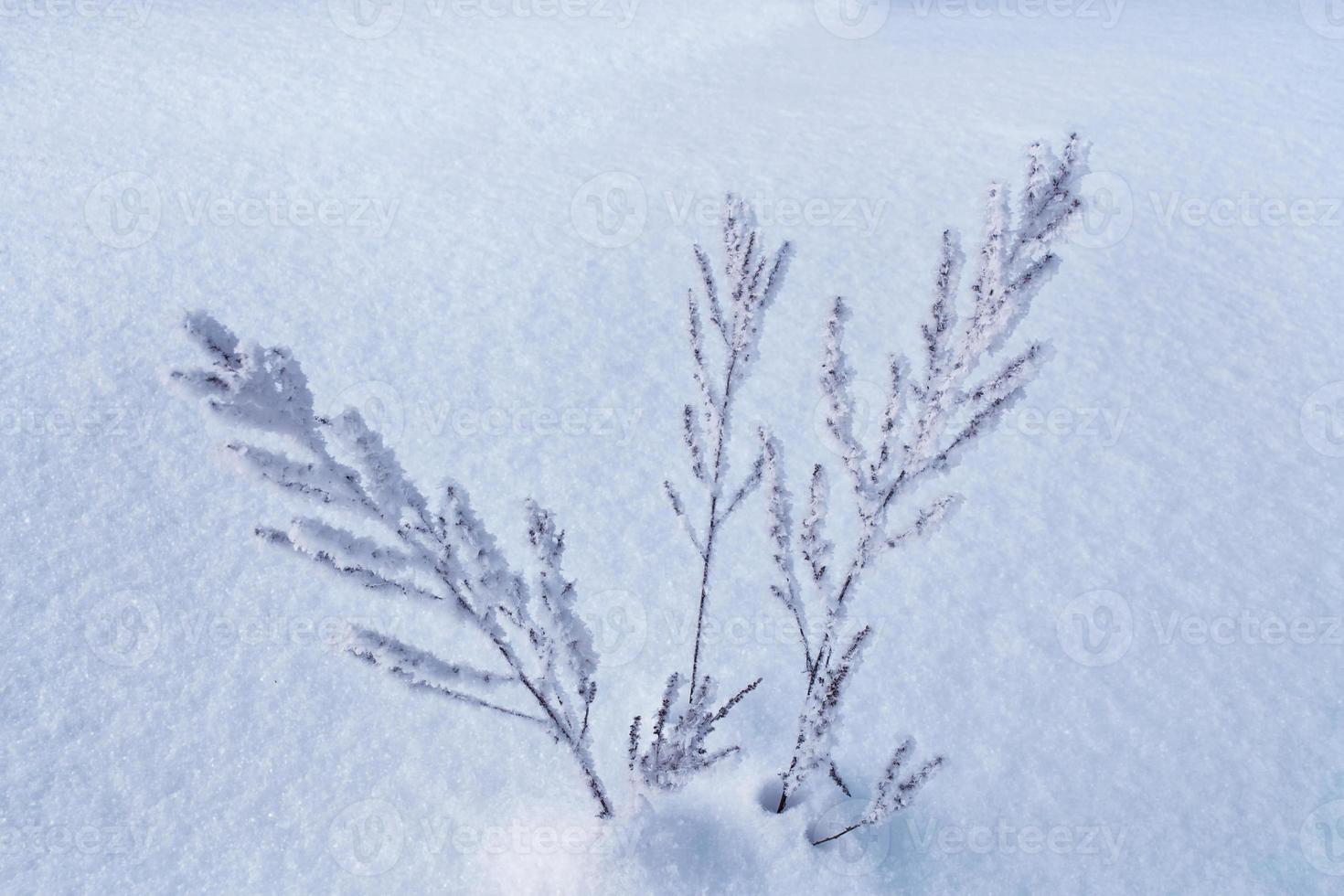 Blurred frozen grass. Winter abstract background. Landscape. photo